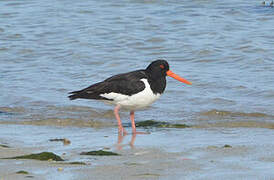 Eurasian Oystercatcher