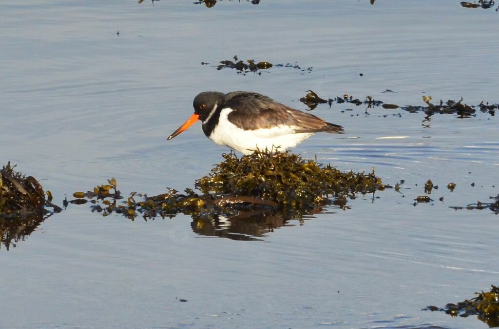 Eurasian Oystercatcheradult