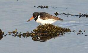 Eurasian Oystercatcher