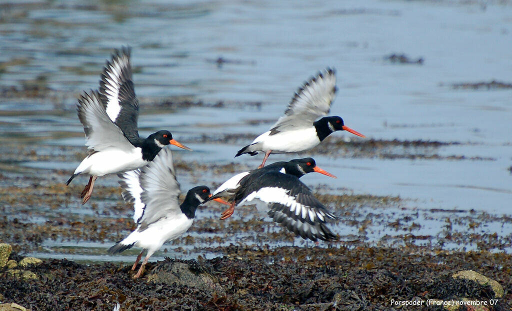 Eurasian Oystercatcher