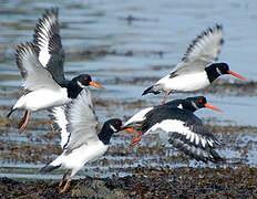 Eurasian Oystercatcher