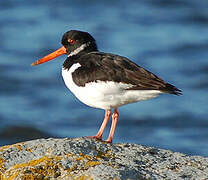 Eurasian Oystercatcher