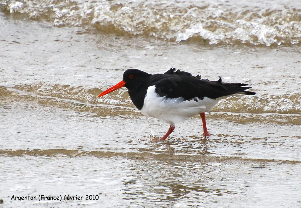 Eurasian Oystercatcher, identification