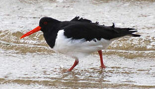 Eurasian Oystercatcher