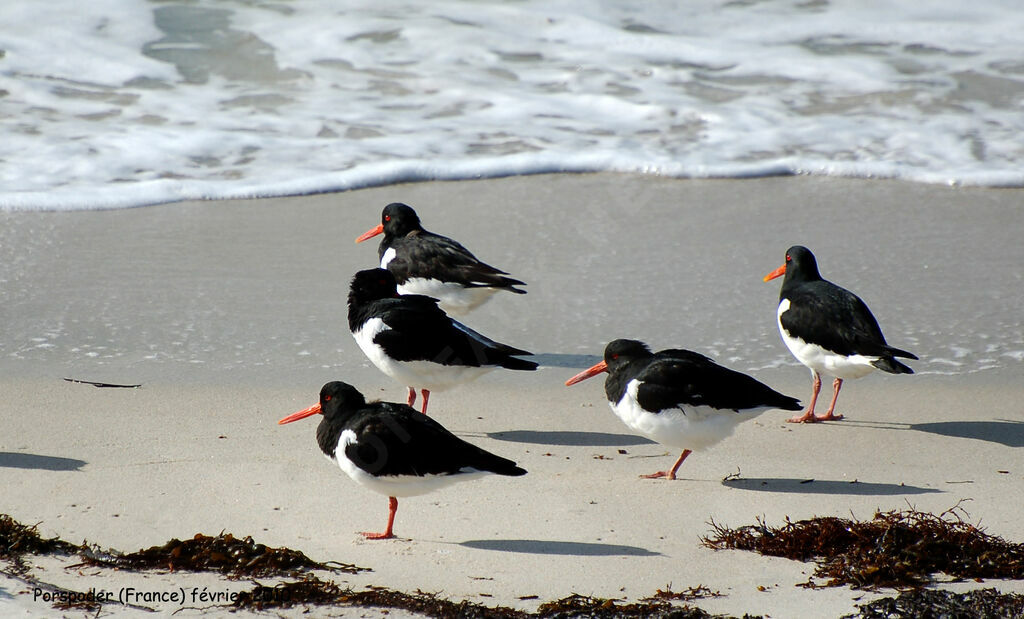 Eurasian Oystercatcher