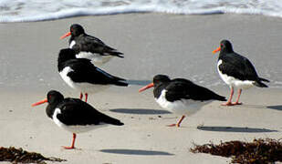 Eurasian Oystercatcher