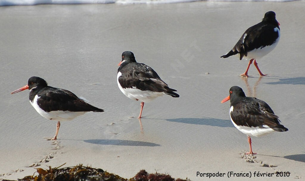 Eurasian Oystercatcher