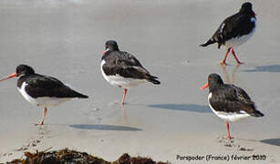 Eurasian Oystercatcher