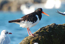 Eurasian Oystercatcher