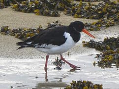 Eurasian Oystercatcher