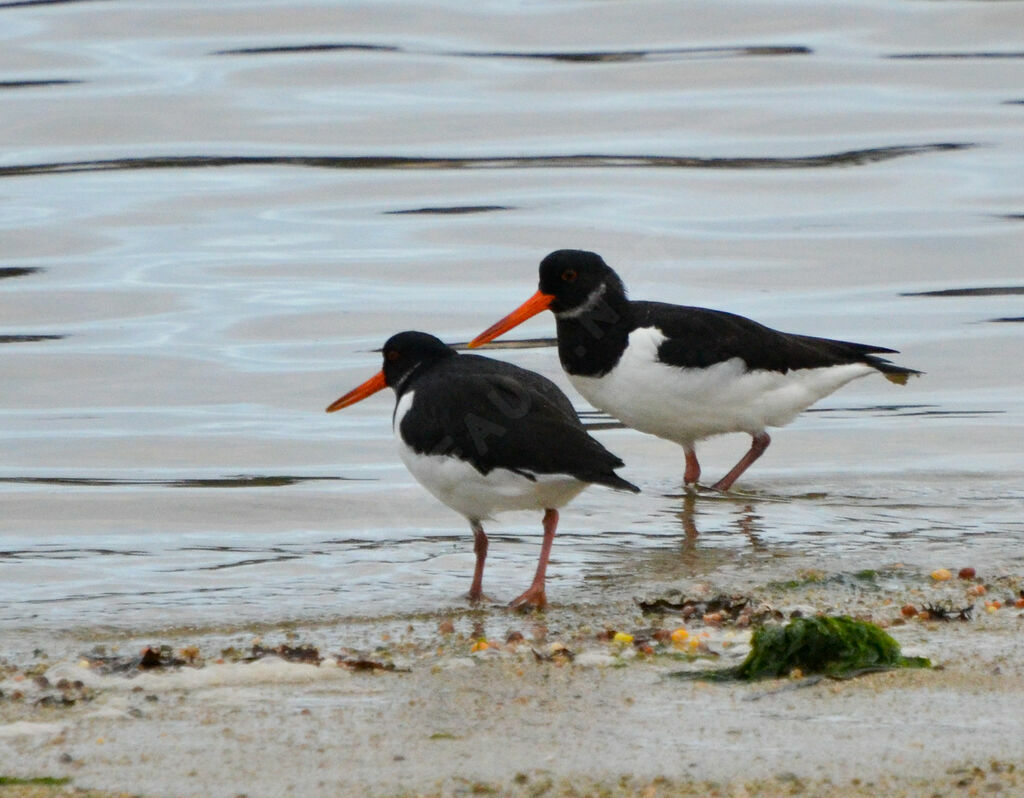 Eurasian Oystercatcheradult post breeding