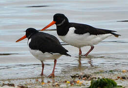 Eurasian Oystercatcher