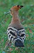 African Hoopoe