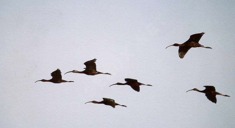 Ibis falcinelleadulte