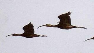 Glossy Ibis