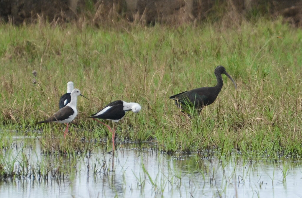 Ibis falcinelle