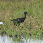 Ibis falcinelle