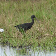 Glossy Ibis