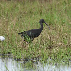 Ibis falcinelle