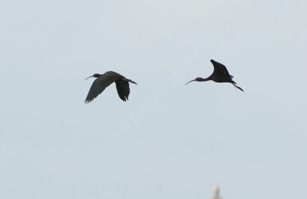 Glossy Ibis