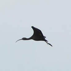 Ibis falcinelle