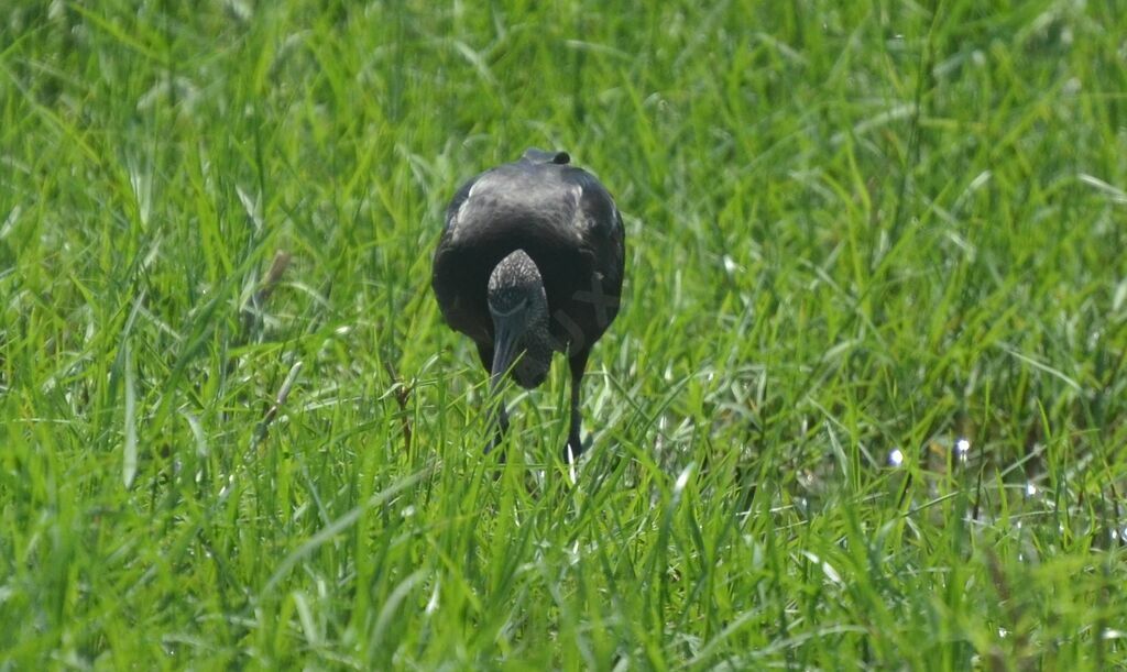 Ibis falcinelleadulte internuptial