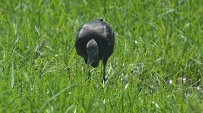 Ibis falcinelle