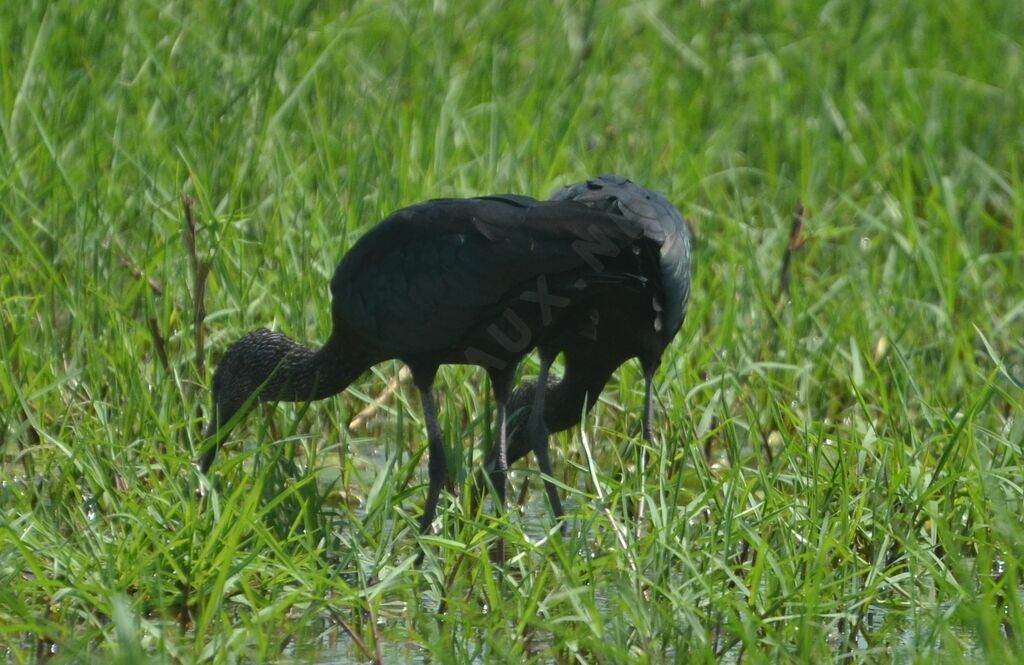 Ibis falcinelleadulte internuptial