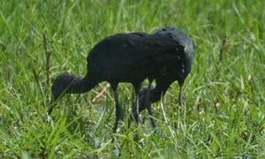 Ibis falcinelle