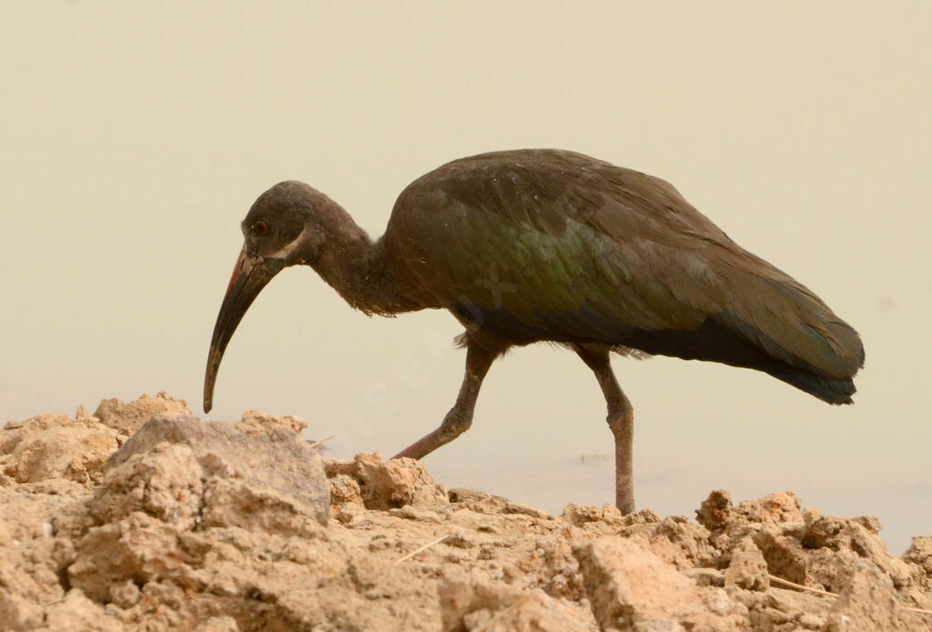 Hadada Ibis