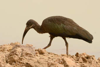 Ibis hagedash