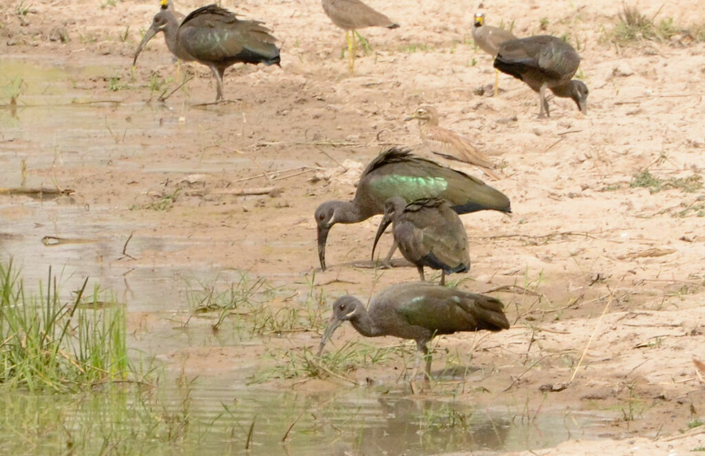 Ibis hagedashadulte