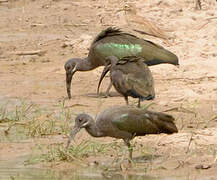 Hadada Ibis