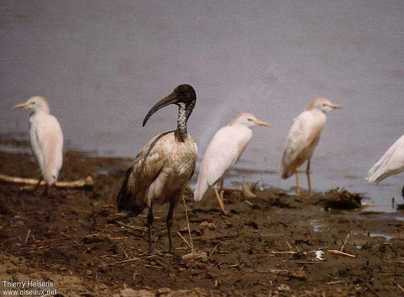 African Sacred Ibisjuvenile, identification