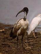 African Sacred Ibis