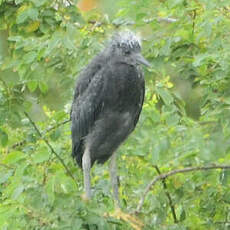 Aigrette ardoisée