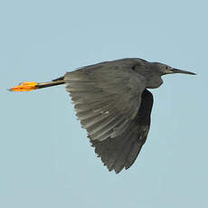 Aigrette ardoisée