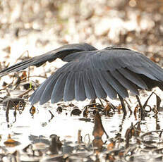 Aigrette ardoisée