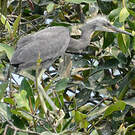 Aigrette des récifs