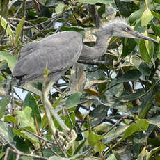 Aigrette des récifs