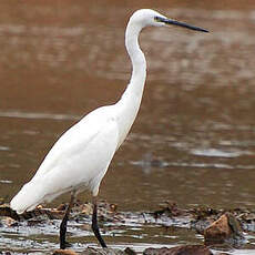 Aigrette garzette