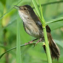 Bouscarle caqueteuse