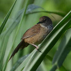 Bouscarle caqueteuse