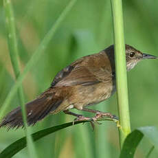 Bouscarle caqueteuse