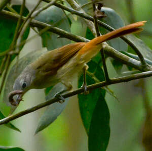 Bulbul à queue rousse