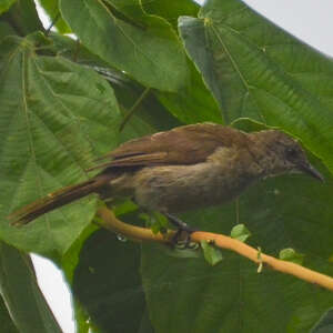 Bulbul de Baumann