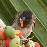 Bulbul des jardins