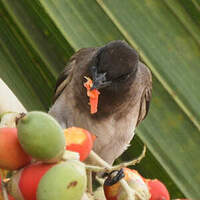 Bulbul des jardins