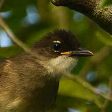 Bulbul modeste