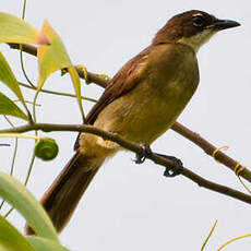 Bulbul modeste